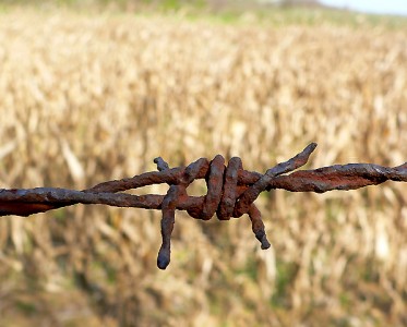 Чем грозит Украине показательная борьба налоговиков с "зерновыми схемами"