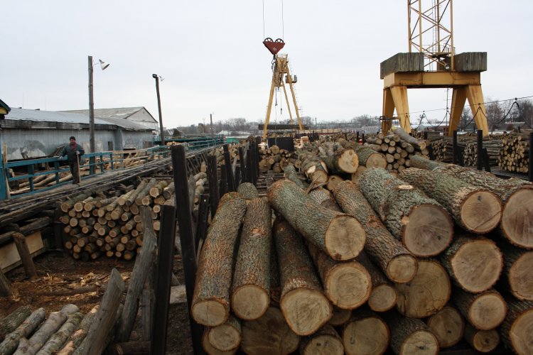 Мораторий на экспорт леса предлагают заменить увеличением штрафов за незаконную вырубку