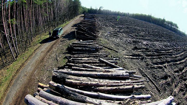 В Чернобыле расцвел бизнес: вывозят лес и янтарь