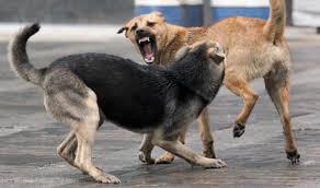Ярош объявляет «войну» бездомным собакам в Житомире