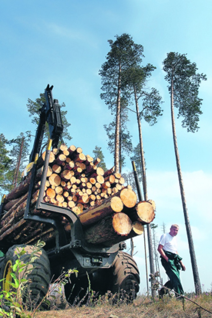 Об этом говорят: Старые схемы Гослесагентства уничтожают деревообрабатывающую промышленность