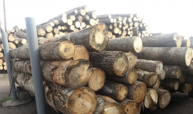 Лес преткновения: какова роль моратория на экспорт древесины в получении помощи от ЕС