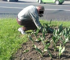 Фотофакт: Ровенские патрульные заставили мужчину посадить обратно тюльпаны, вырванные на клумбе