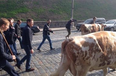 Ляшко с коровами перекрыли улицу Грушевского возле Кабмина 