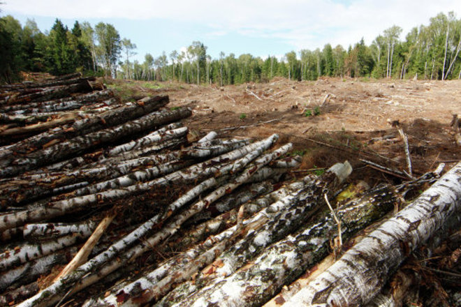 Скандальчик: Законопроект о введении моратория на продажу леса сняли за взятку