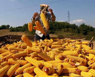 Деньги: Кто заработает на кукурузном антирекорде украинских аграриев