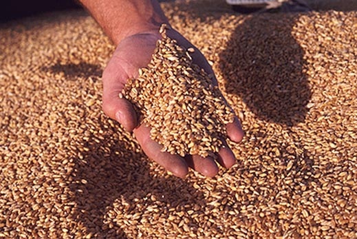 Зернотрейдерам в марте возместили 1 млрд. грн. НДС