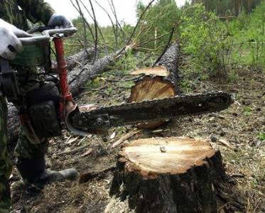 Скандальчик: Гектары Голосеевского парка могут вырубить "регионалы"