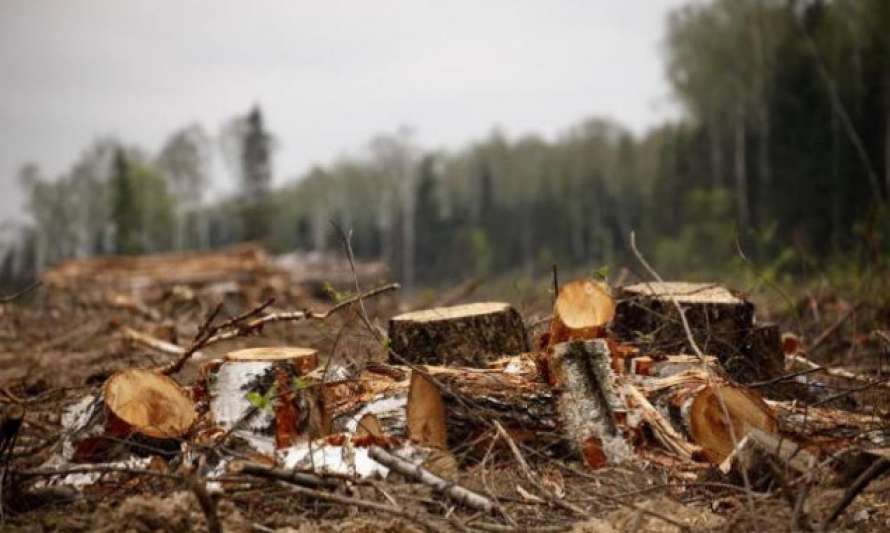 СМИ: Редактор Mind.Ua Евгений Шпитко причастен к незаконной вырубке леса на севере столицы