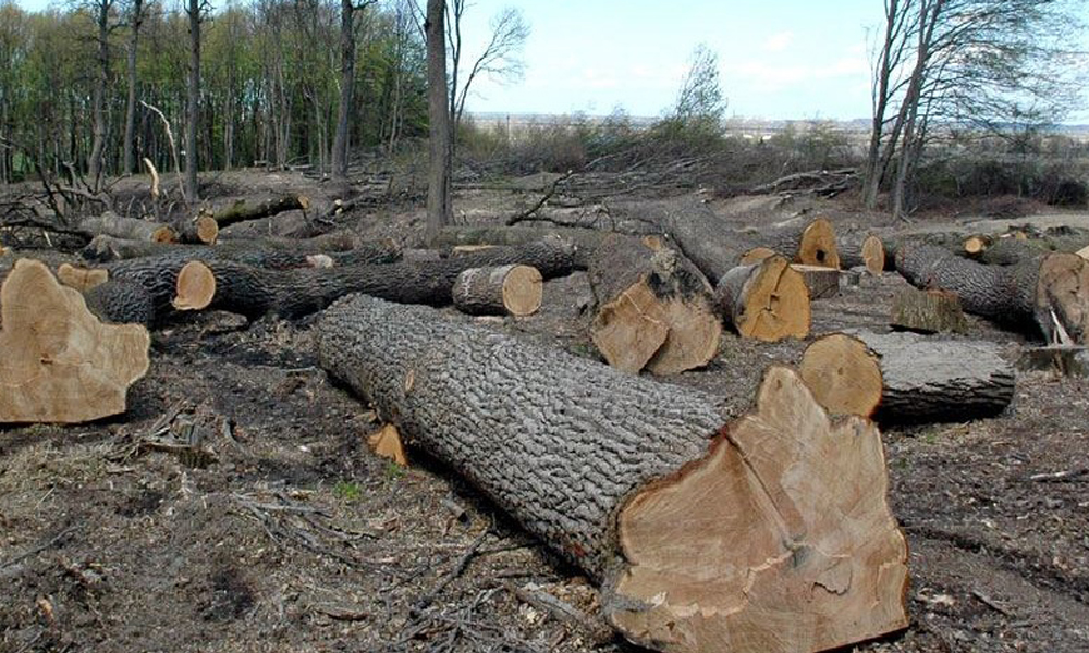 Остап Еднак не оставляет попыток подчинить себе леса Украины 